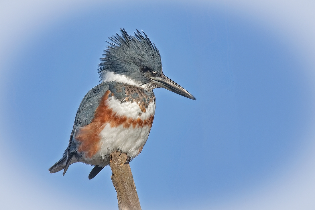 Belted Kingfisher (Female), Blackie Spit Park, Crescent Beach, British Columbia