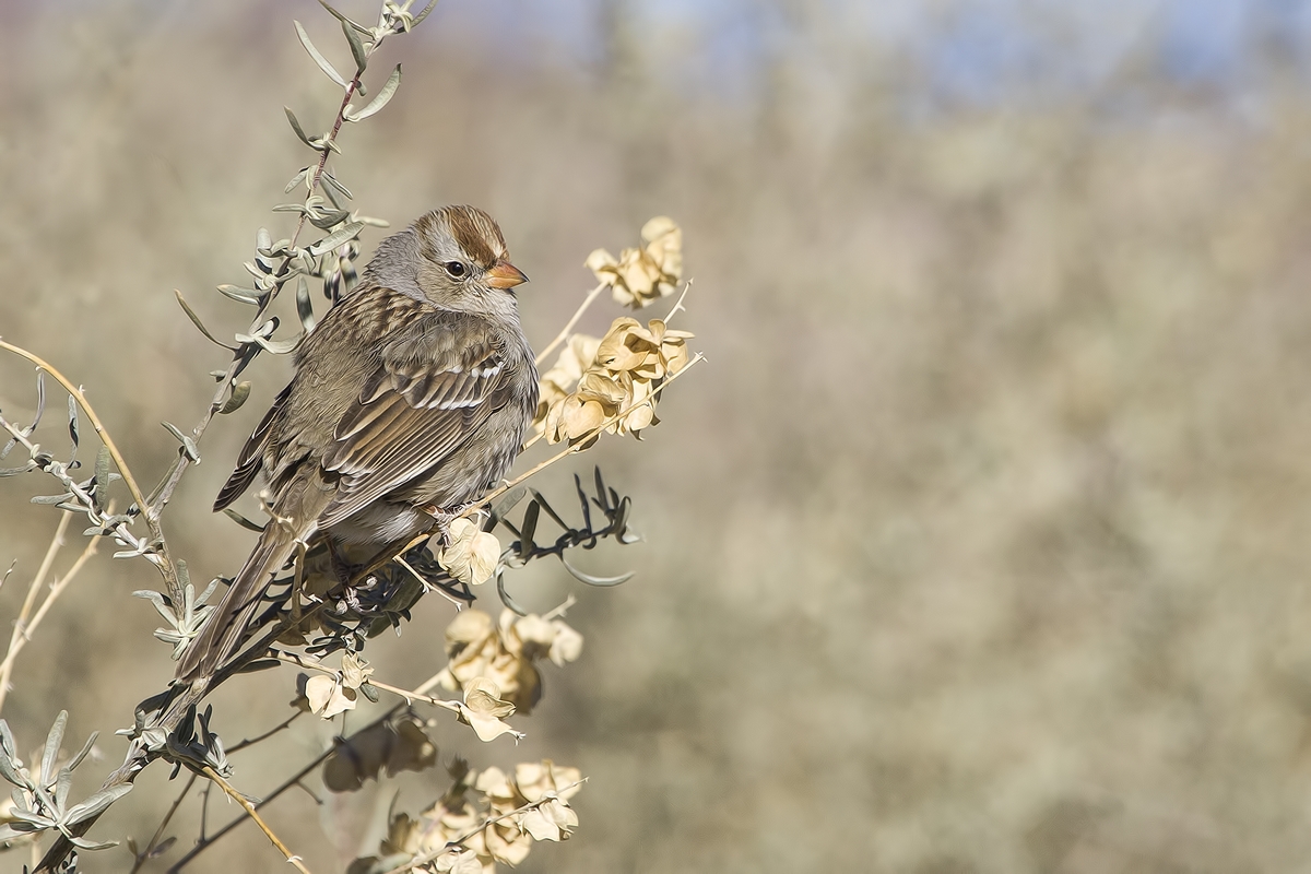 White-Crowned Sparrow (Male), Visitor's Center, Bosque del Apache National Wildlife Refuge, near San Antonio, New Mexico