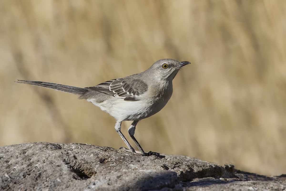 Sage Thrasher, Visitor's Center, Bosque del Apache National Wildlife Refuge, near San Antonio, New Mexico