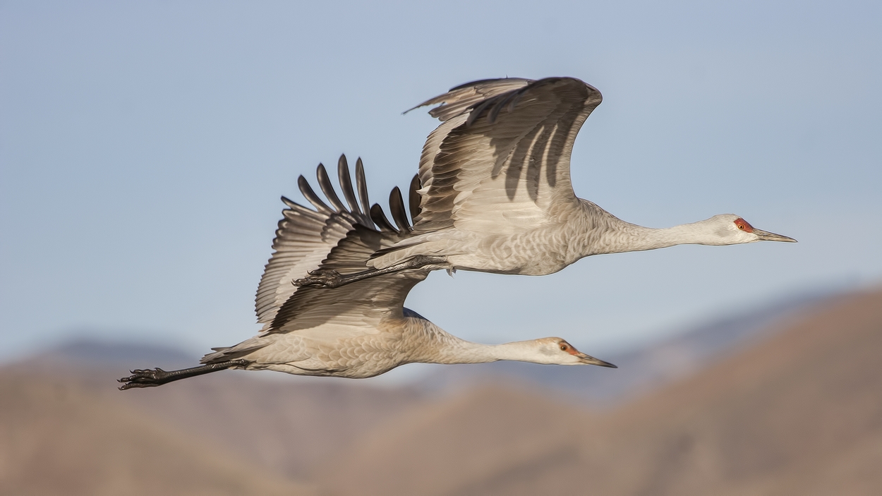 Sandhill Crane, Entrance Pull-Off Pond, Bosque del Apache National Wildlife Refuge, near San Antonio, New Mexico