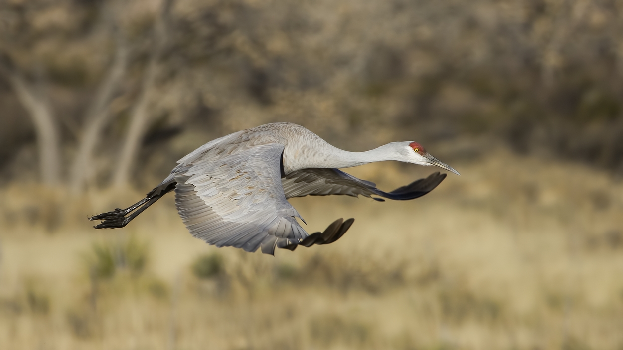 Sandhill Crane, Entrance Pull-Off Pond, Bosque del Apache National Wildlife Refuge, near San Antonio, New Mexico