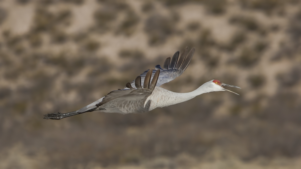 Sandhill Crane, Entrance Pull-Off Pond, Bosque del Apache National Wildlife Refuge, near San Antonio, New Mexico