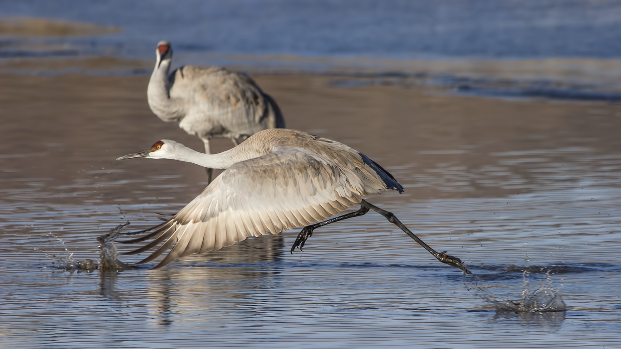 Sandhill Crane, Entrance Pull-Off Pond, Bosque del Apache National Wildlife Refuge, near San Antonio, New Mexico