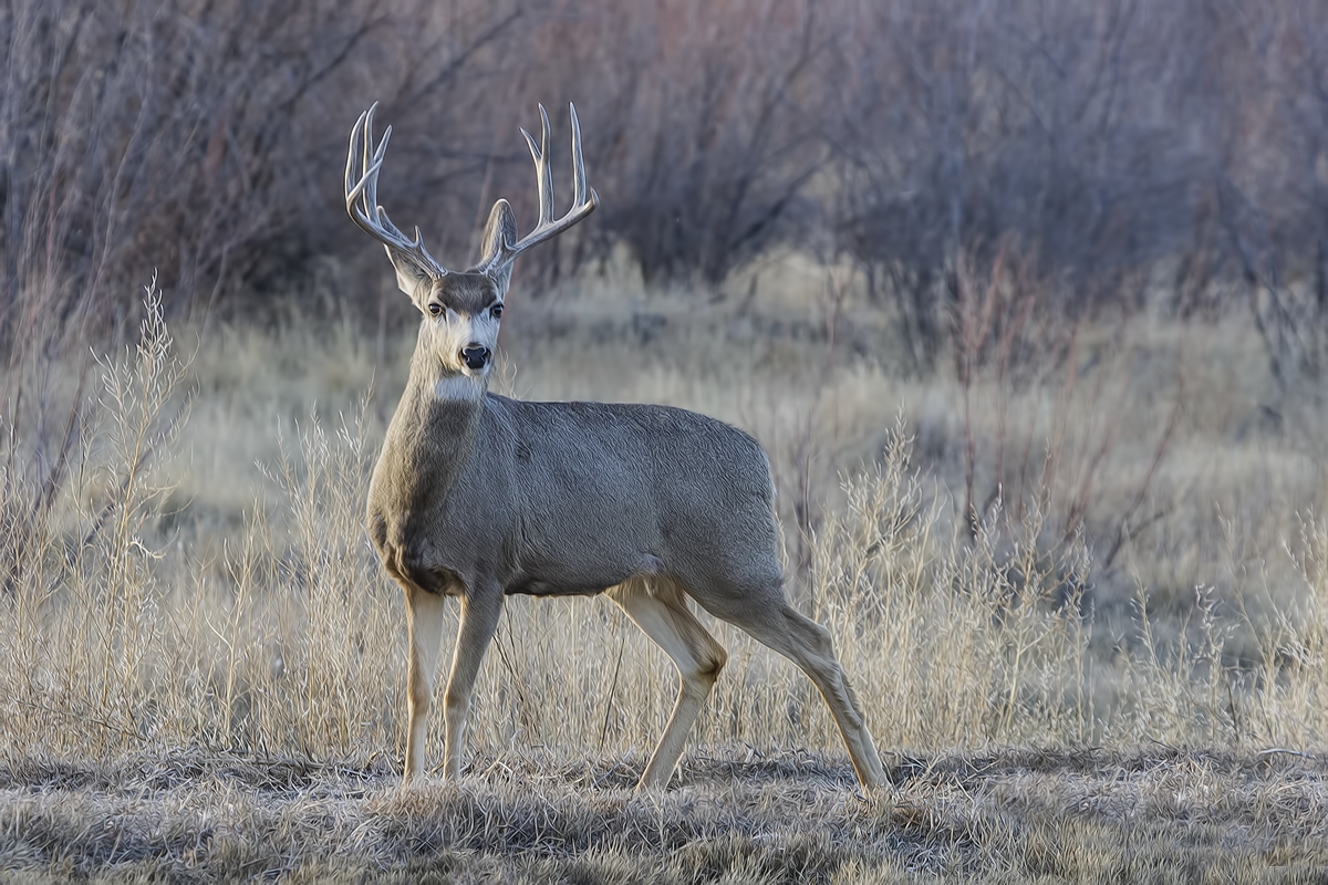 Mule Deer (Male), Farm Loop, Bosque del Apache National Wildlife Refuge, near San Antonio, New Mexico