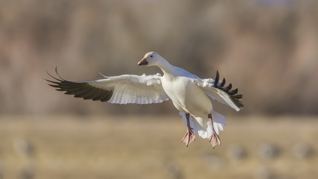 Snow Goose (White Adult), Farm Loop, Bosque del Apache National Wildlife Refuge, near San Antonio, New Mexico