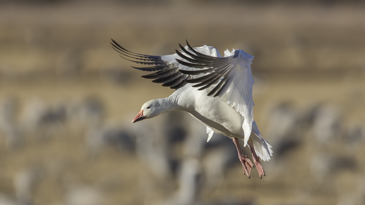 Snow Goose (White Adult), Farm Loop, Bosque del Apache National Wildlife Refuge, near San Antonio, New Mexico