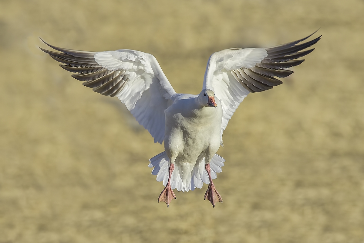 Snow Goose (White Adult), Farm Loop, Bosque del Apache National Wildlife Refuge, near San Antonio, New Mexico