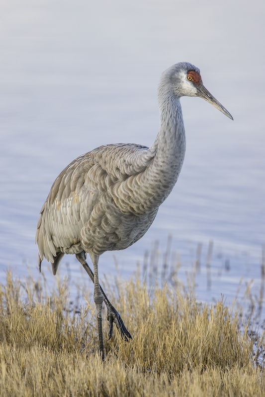 Sandhill Crane, Entrance Pull-Off Pond, Bosque del Apache National Wildlife Refuge, near San Antonio, New Mexico