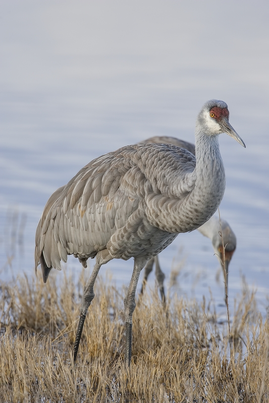 Sandhill Crane, Entrance Pull-Off Pond, Bosque del Apache National Wildlife Refuge, near San Antonio, New Mexico