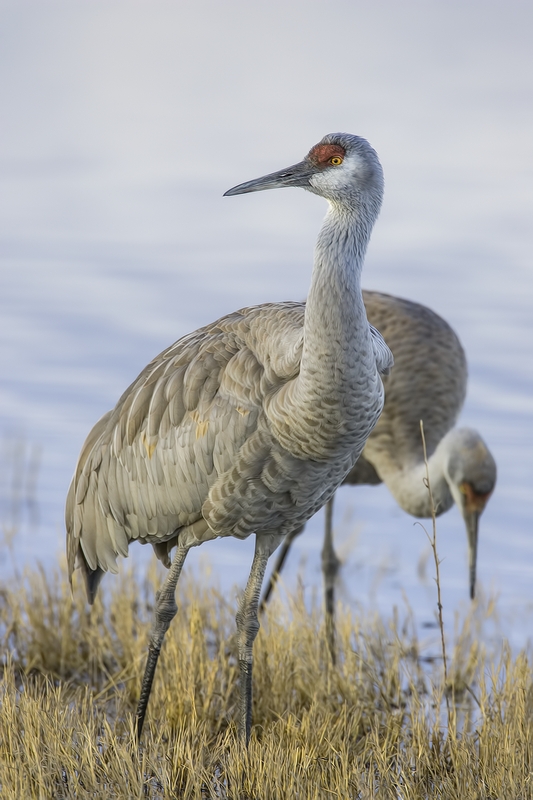 Sandhill Crane, Entrance Pull-Off Pond, Bosque del Apache National Wildlife Refuge, near San Antonio, New Mexico