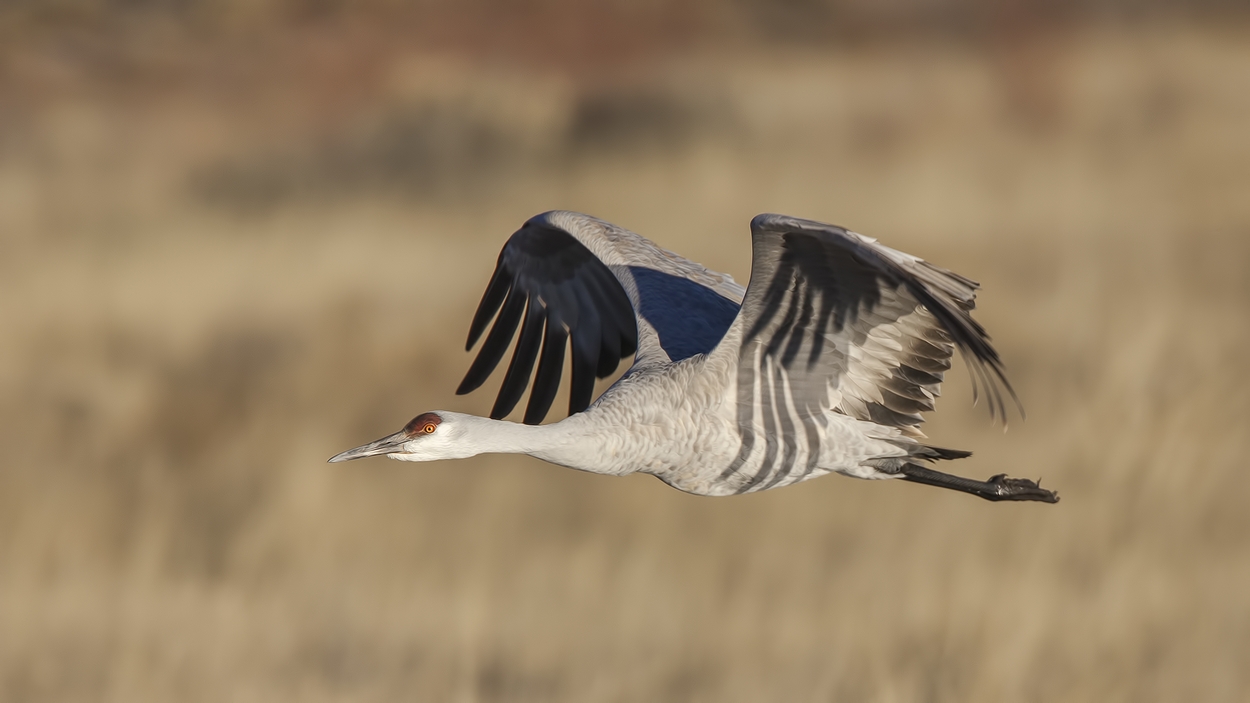 Sandhill Crane, Entrance Pull-Off Pond, Bosque del Apache National Wildlife Refuge, near San Antonio, New Mexico