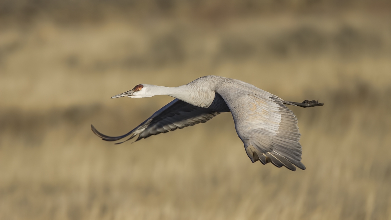 Sandhill Crane, Entrance Pull-Off Pond, Bosque del Apache National Wildlife Refuge, near San Antonio, New Mexico