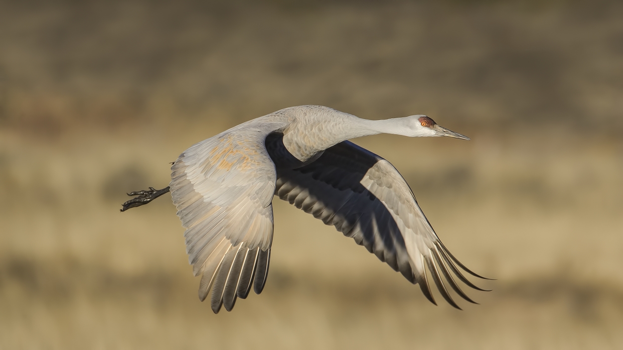 Sandhill Crane, Entrance Pull-Off Pond, Bosque del Apache National Wildlife Refuge, near San Antonio, New Mexico