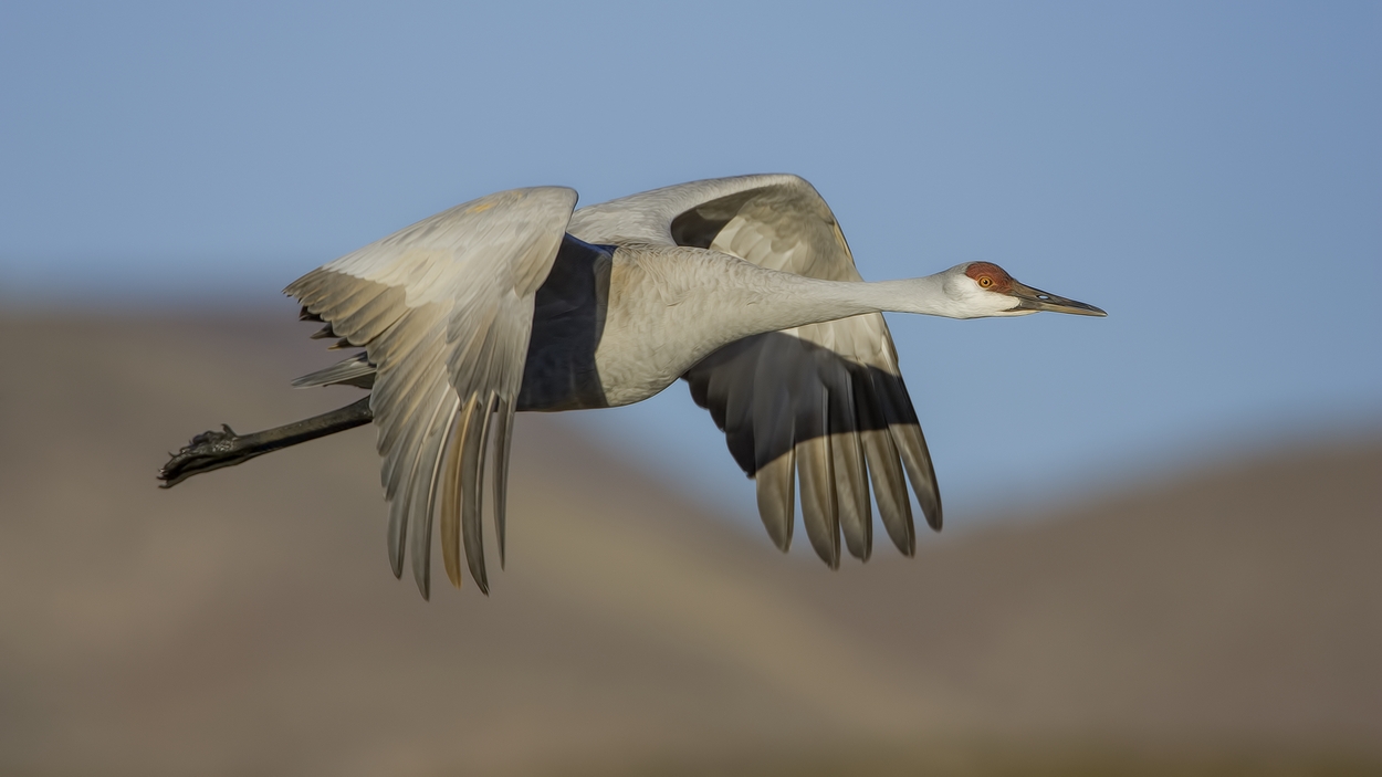 Sandhill Crane, Entrance Pull-Off Pond, Bosque del Apache National Wildlife Refuge, near San Antonio, New Mexico