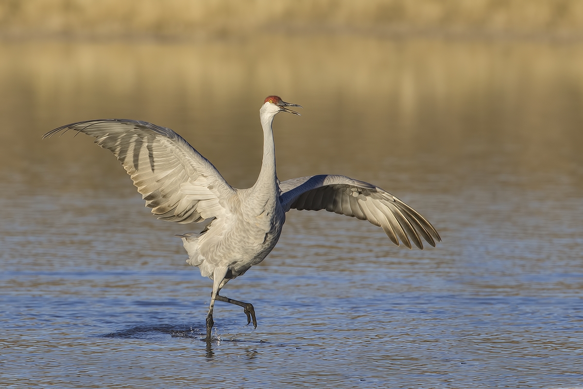 Sandhill Crane, Entrance Pull-Off Pond, Bosque del Apache National Wildlife Refuge, near San Antonio, New Mexico