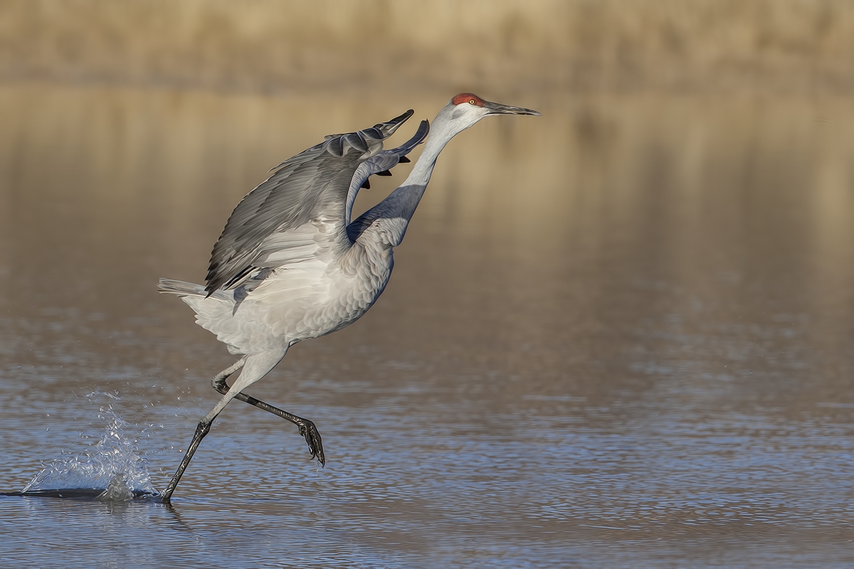 Sandhill Crane, Entrance Pull-Off Pond, Bosque del Apache National Wildlife Refuge, near San Antonio, New Mexico