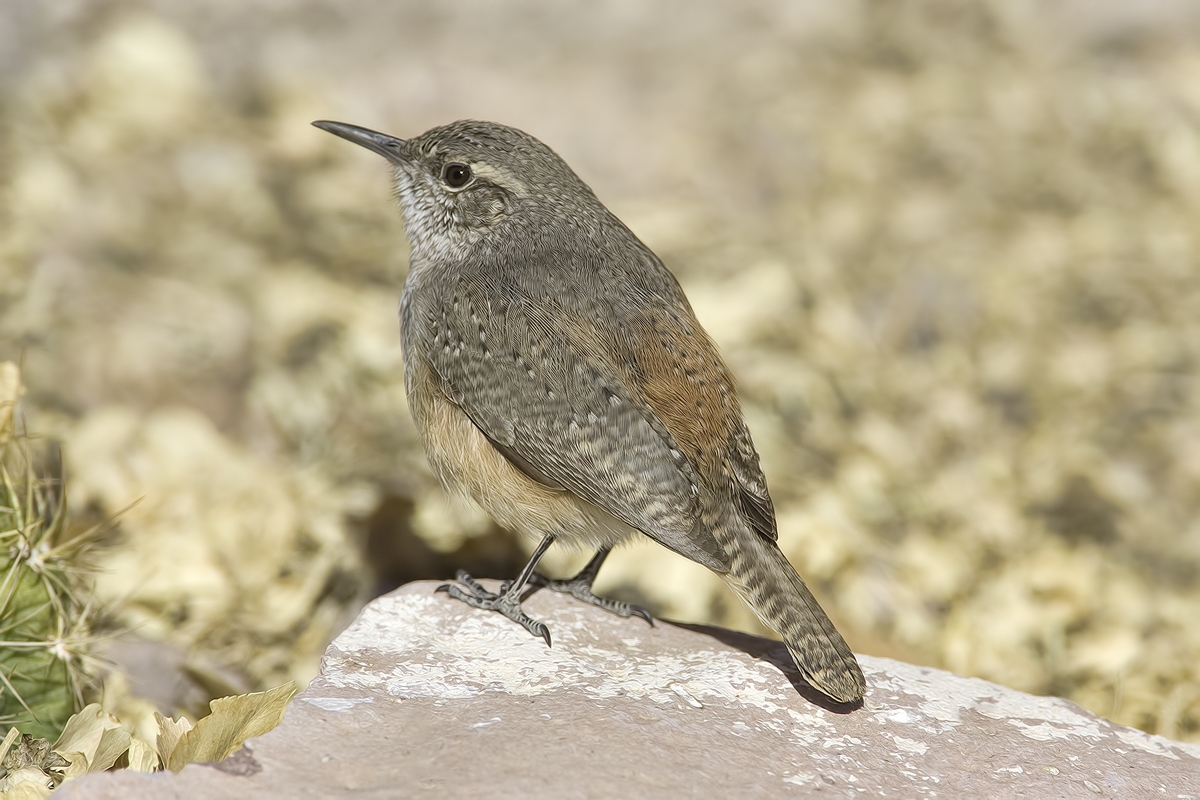 Rock Wren, Visitor's Center, Bosque del Apache National Wildlife Refuge, near San Antonio, New Mexico