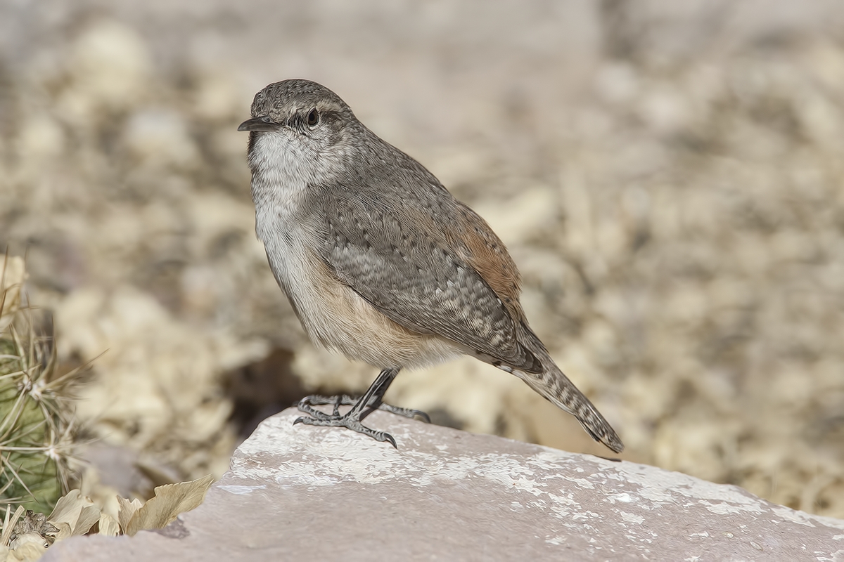 Rock Wren, Visitor's Center, Bosque del Apache National Wildlife Refuge, near San Antonio, New Mexico