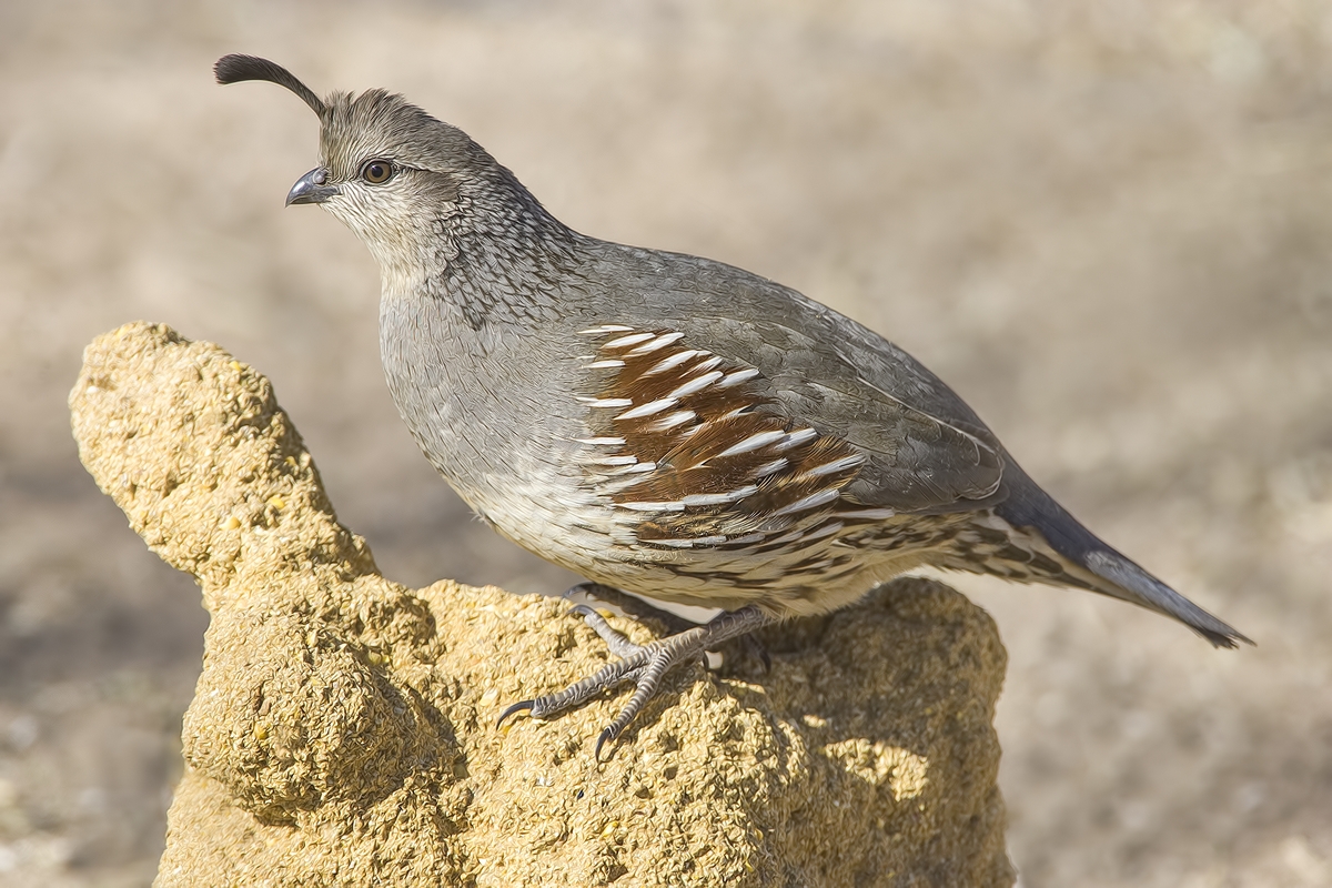 Gambel's Quail (Female), Visitor's Center, Bosque del Apache National Wildlife Refuge, near San Antonio, New Mexico