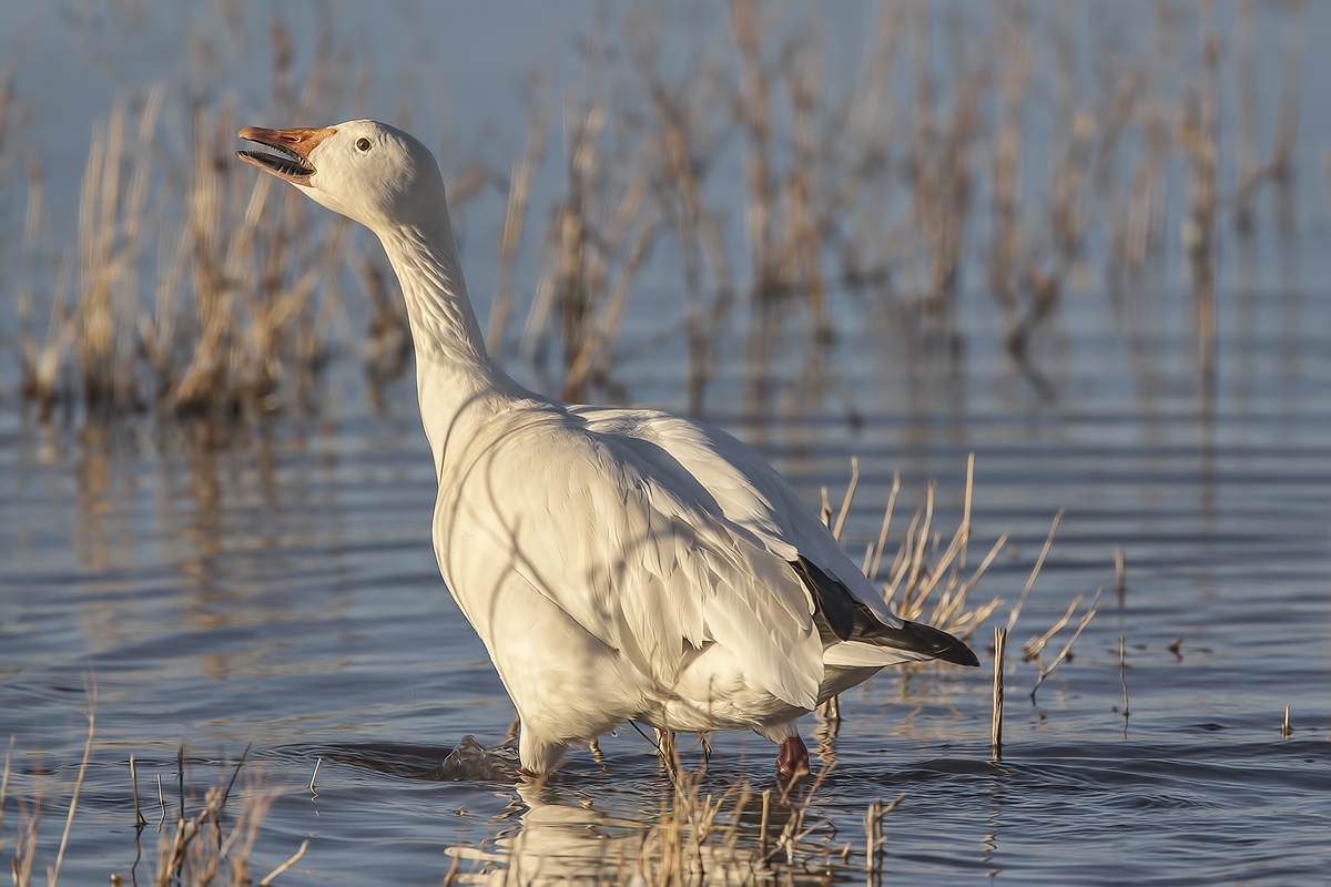 Snow Goose (White Adult), Farm Loop, Bosque del Apache National Wildlife Refuge, near San Antonio, New Mexico