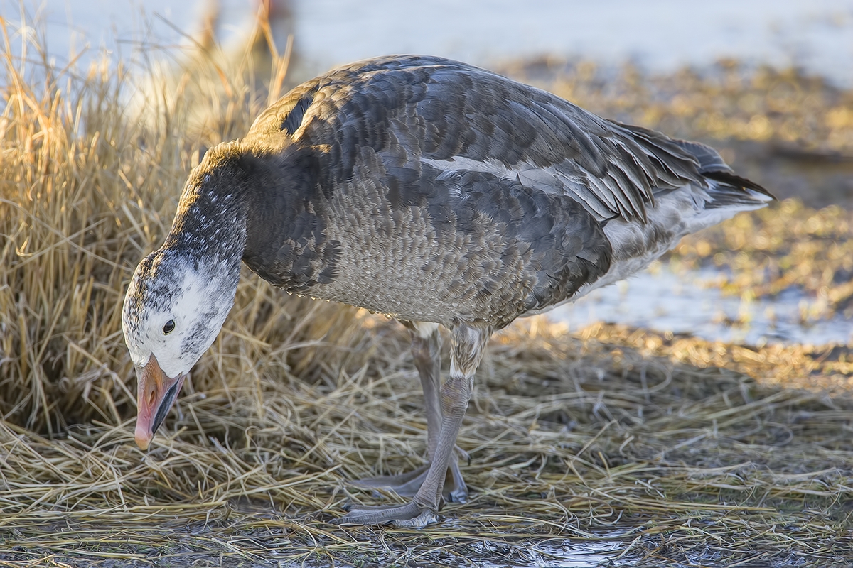 Snow Goose (Dark Adult), Farm Loop, Bosque del Apache National Wildlife Refuge, near San Antonio, New Mexico