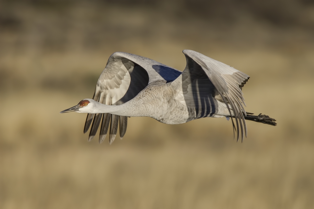 Sandhill Crane, Entrance Pull-Off Pond, Bosque del Apache National Wildlife Refuge, near San Antonio, New Mexico