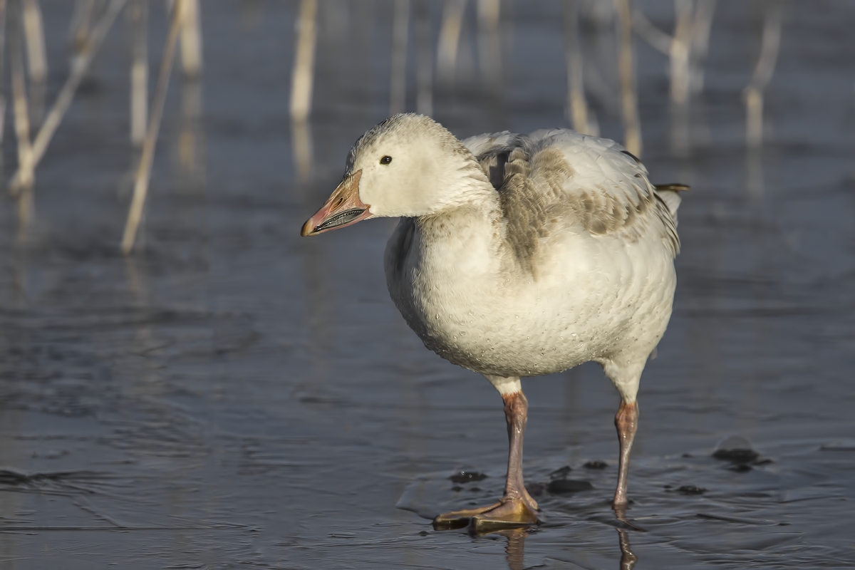 Snow Goose (White Adult), Farm Loop, Bosque del Apache National Wildlife Refuge, near San Antonio, New Mexico