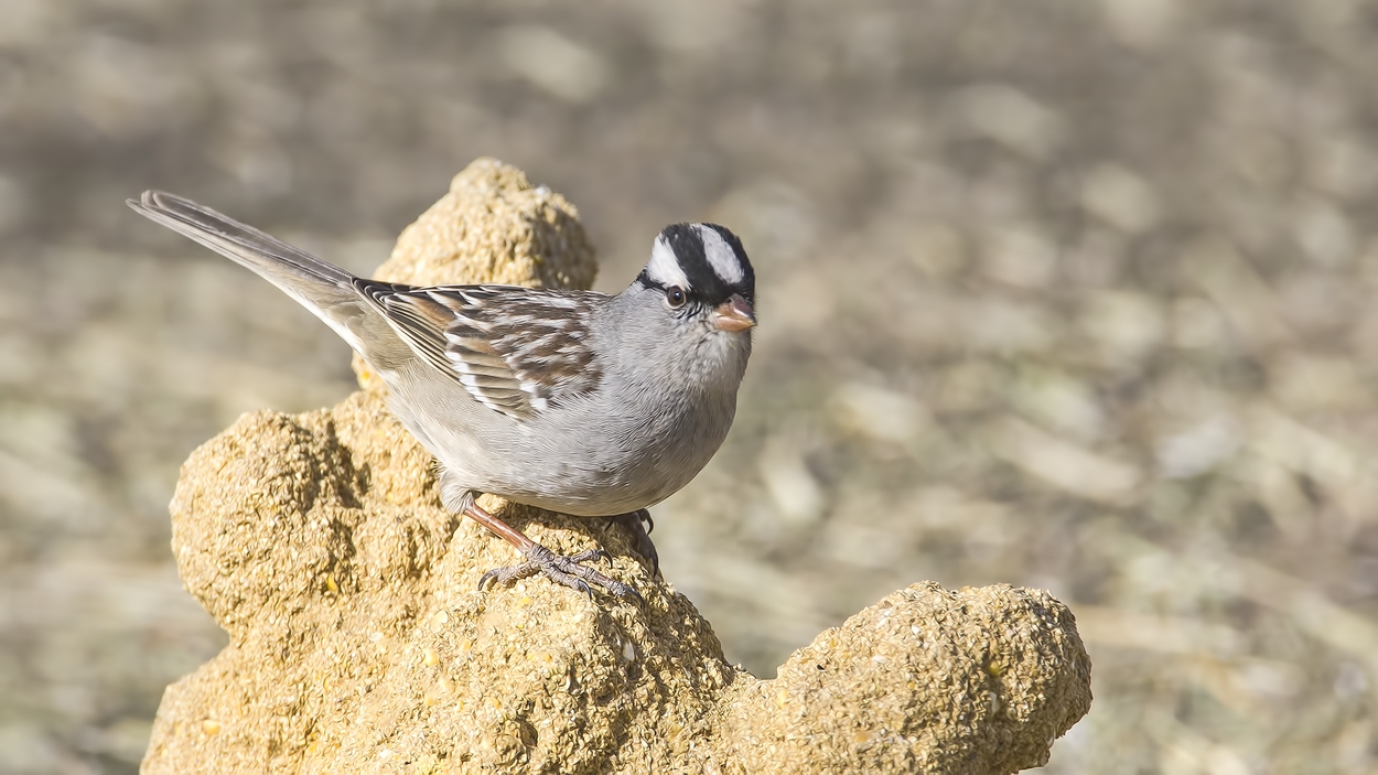 White-Crowned Sparrow (Male), Visitor's Center, Bosque del Apache National Wildlife Refuge, near San Antonio, New Mexico