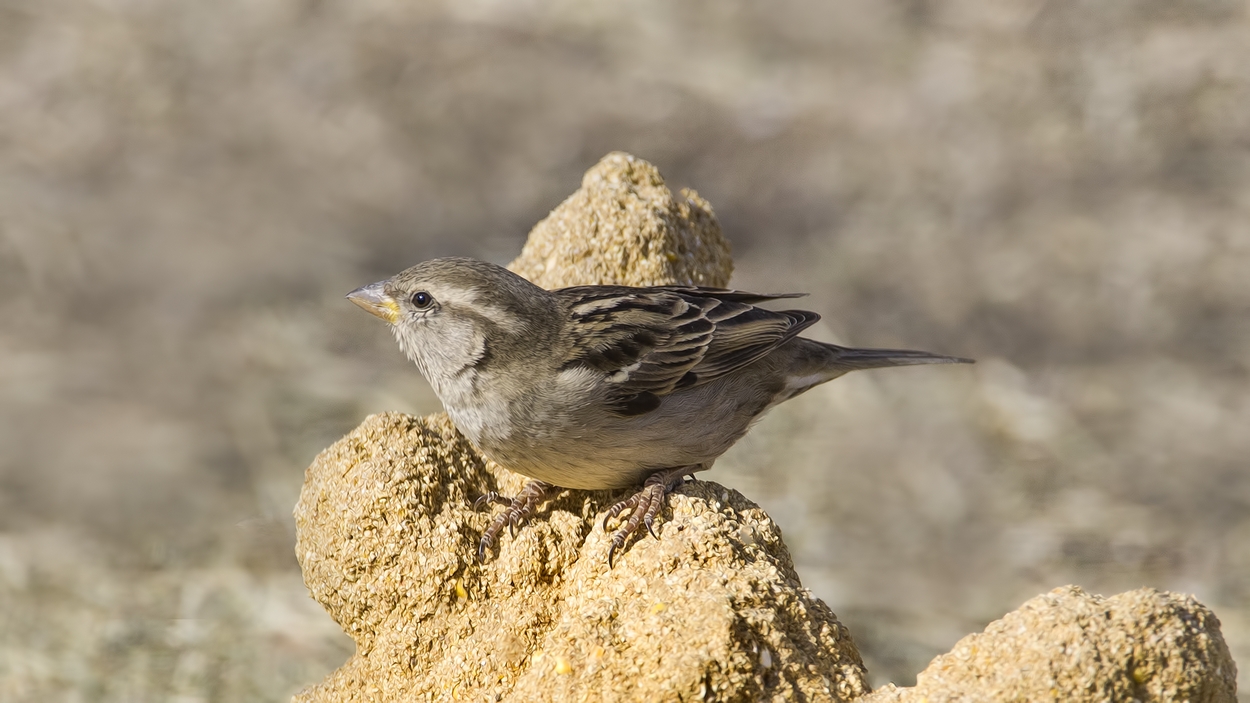 White-Crowned Sparrow (Female), Visitor's Center, Bosque del Apache National Wildlife Refuge, near San Antonio, New Mexico