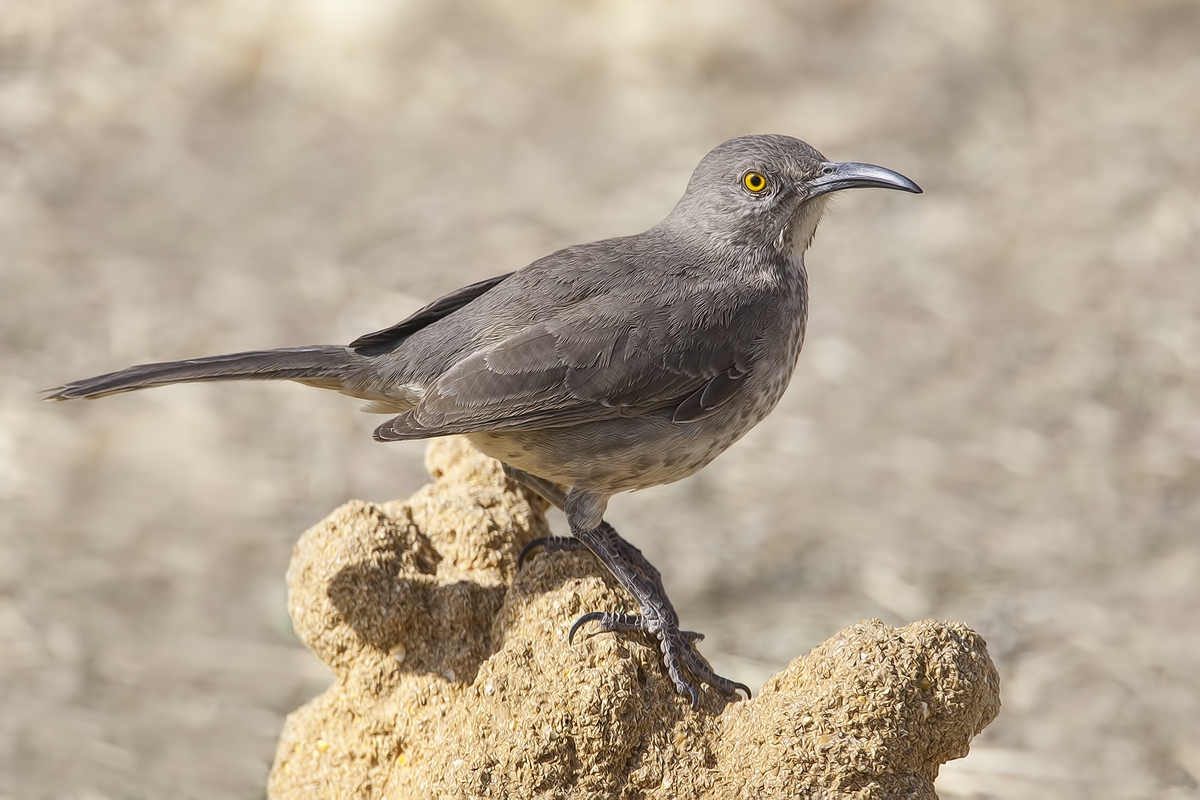 Curve-Billed Thrasher, Visitor's Center, Bosque del Apache National Wildlife Refuge, near San Antonio, New Mexico