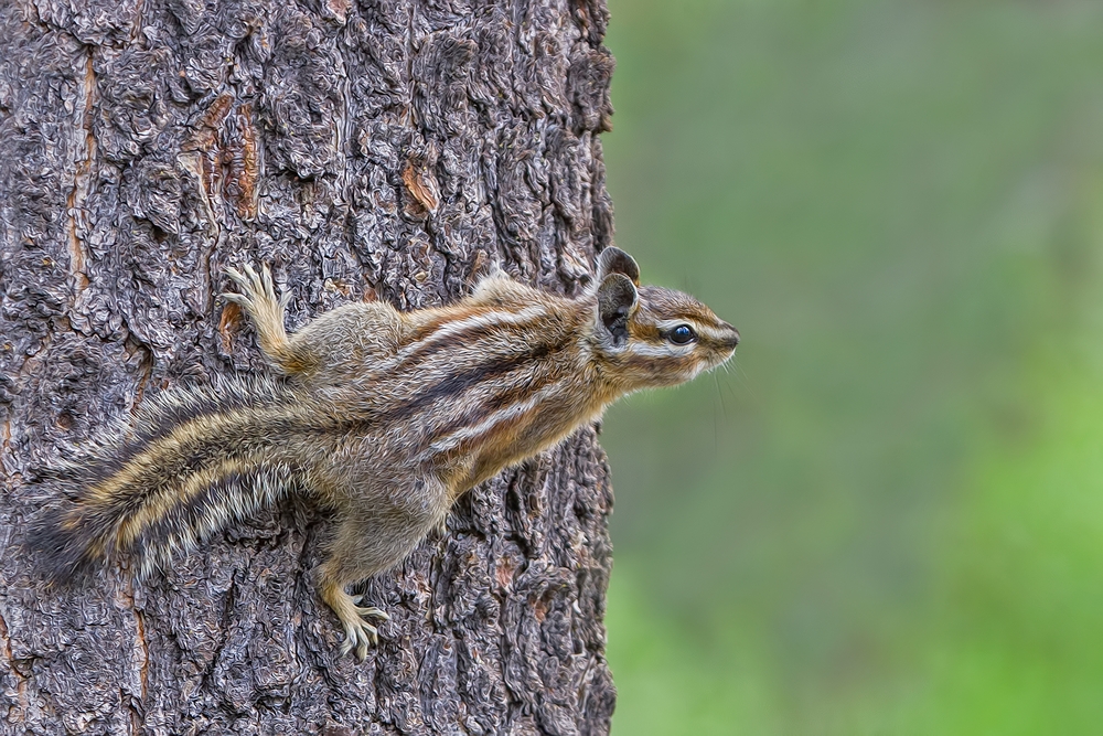 Least Chipmunk, North Loop, LaPine State Park, Oregon