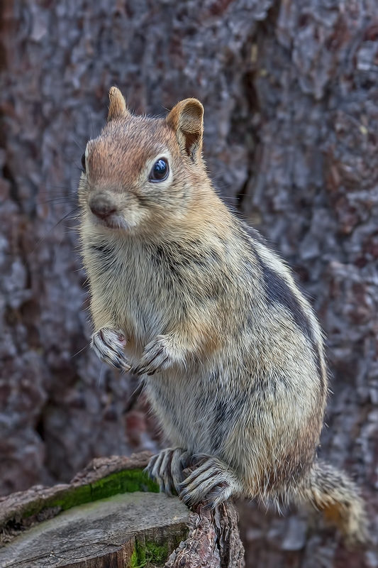 Golden Mantled Ground Squirrel, North Loop, LaPine State Park, Oregon