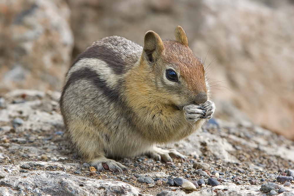 Golden Mantled Ground Squirrel, North Loop, LaPine State Park, Oregon