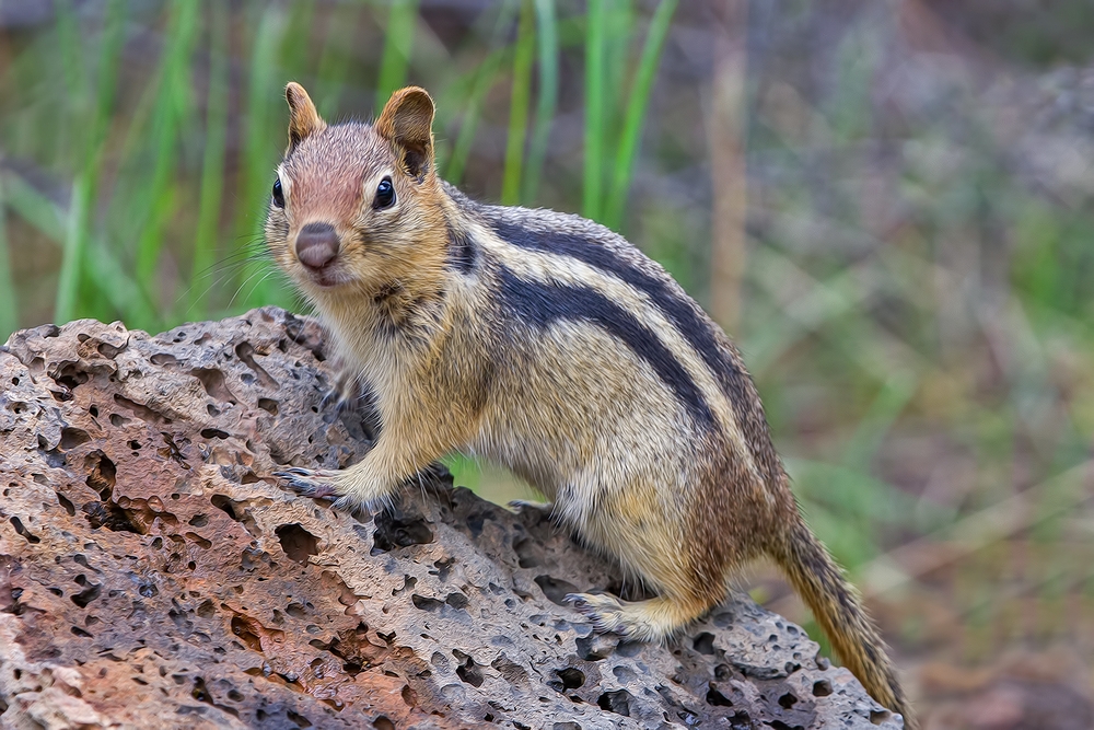 Golden Mantled Ground Squirrel, North Loop, LaPine State Park, Oregon