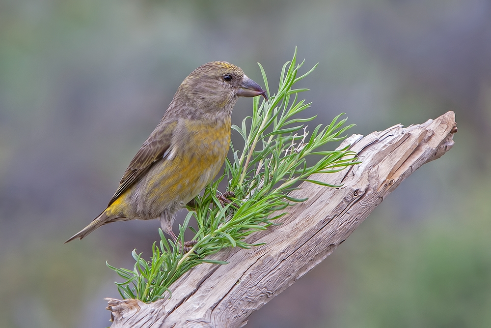 Red Crossbill (Female), Cabin Lake "Guzzlers," Deschutes National Forest, Near Fort Rock, Oregon