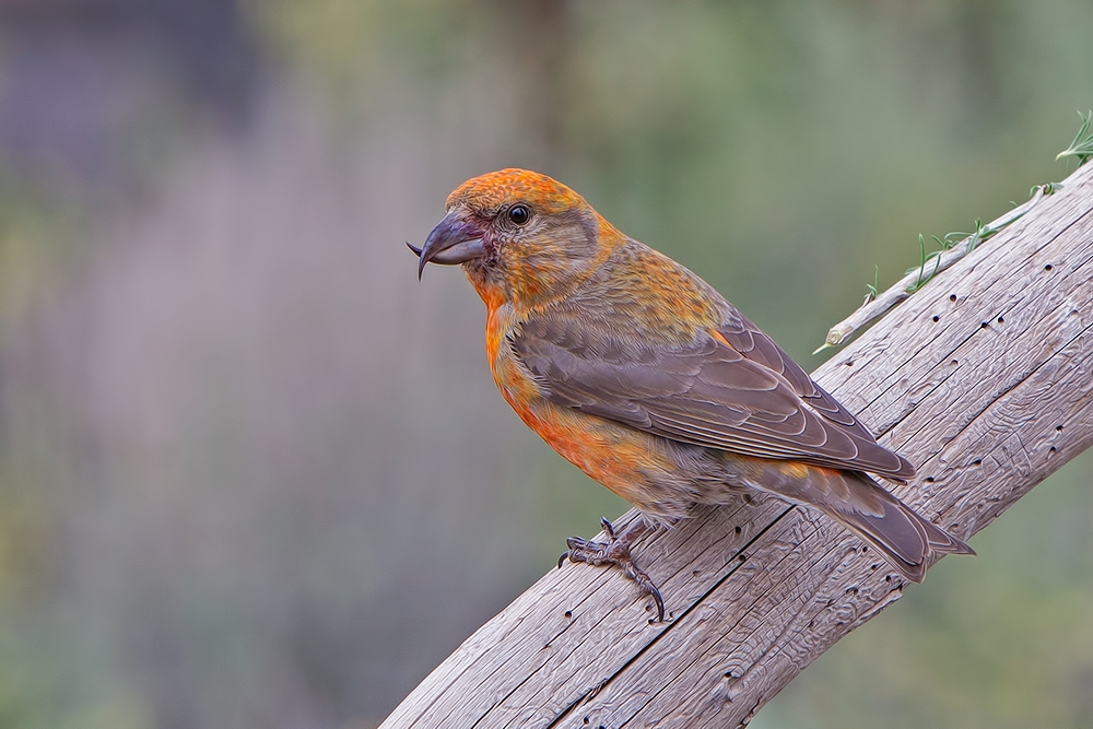 Red Crossbill (Male), Cabin Lake "Guzzlers," Deschutes National Forest, Near Fort Rock, Oregon