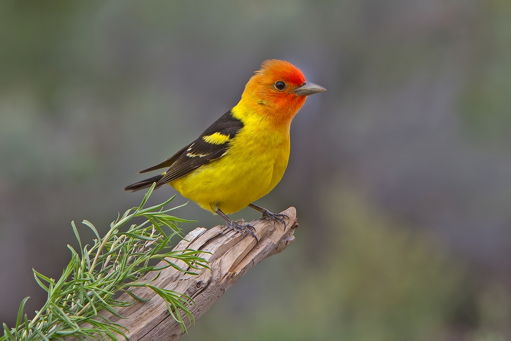 Western Tanager (Male), Cabin Lake "Guzzlers," Deschutes National Forest, Near Fort Rock, Oregon