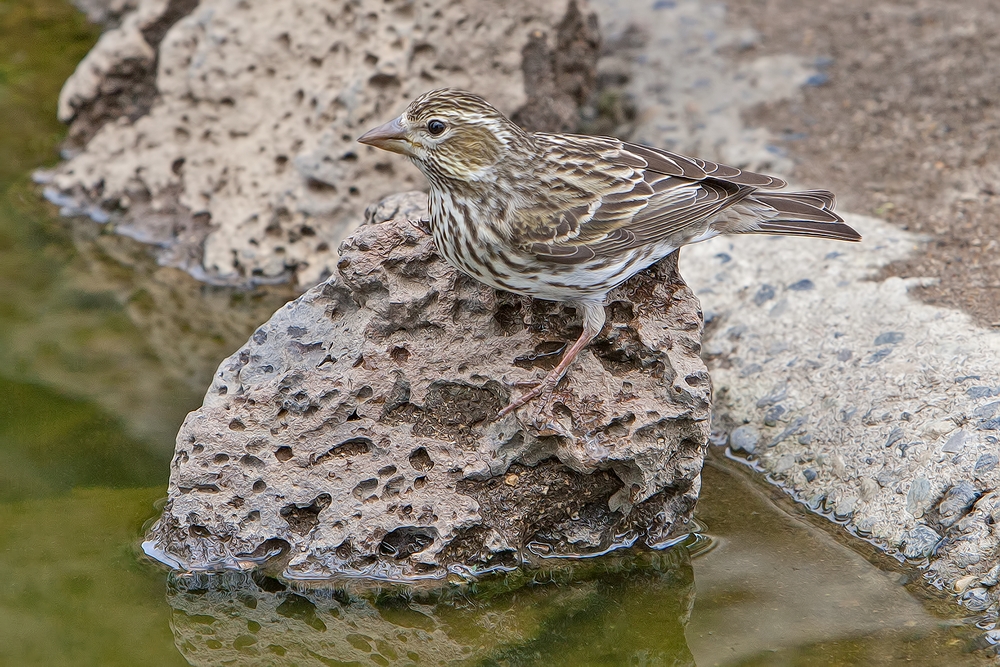 Cassin's Finch, Cabin Lake "Guzzlers," Deschutes National Forest, Near Fort Rock, Oregon