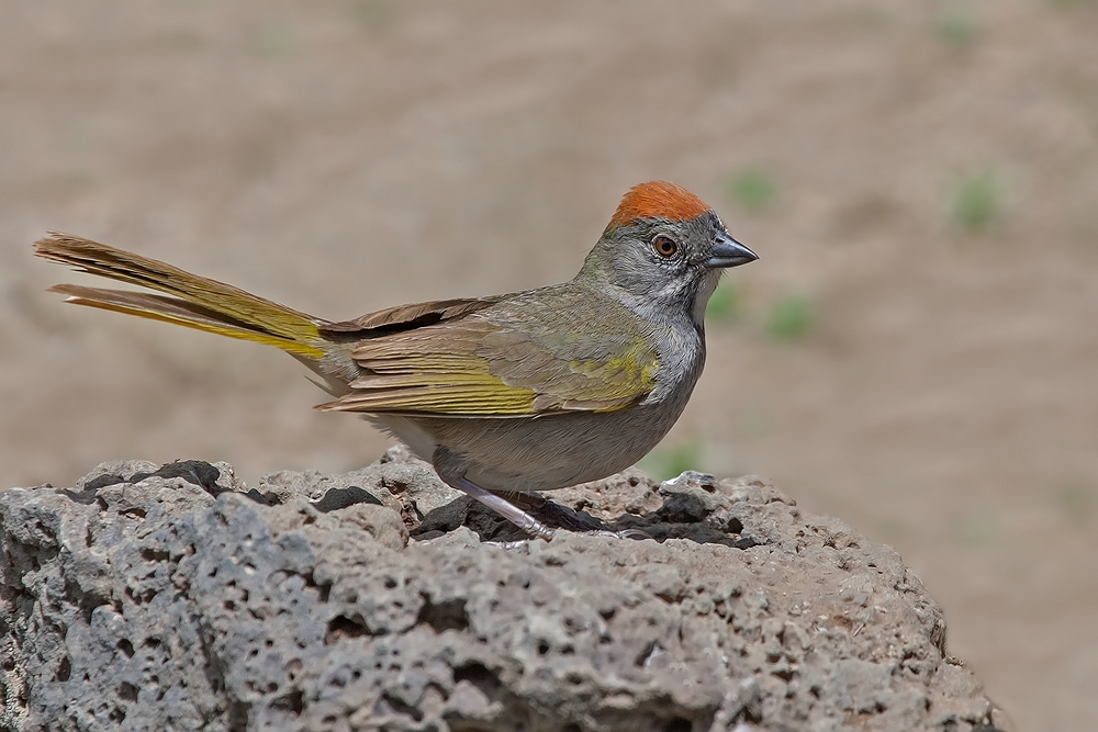 Green-Tailed Towhee, Cabin Lake "Guzzlers," Deschutes National Forest, Near Fort Rock, Oregon