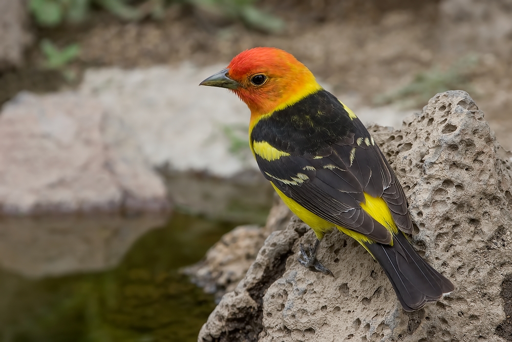 Western Tanager (Male), Cabin Lake "Guzzlers," Deschutes National Forest, Near Fort Rock, Oregon