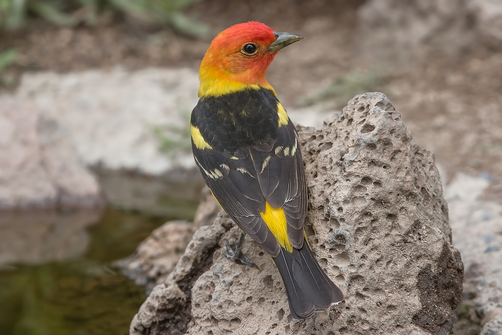 Western Tanager (Male), Cabin Lake "Guzzlers," Deschutes National Forest, Near Fort Rock, Oregon