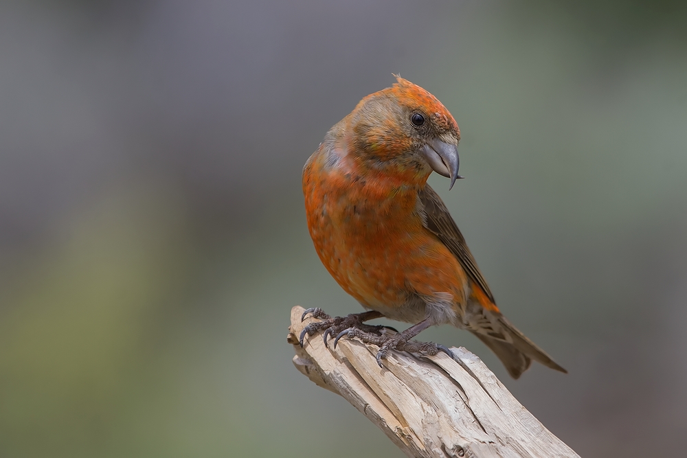 Red Crossbill (Male), Cabin Lake "Guzzlers," Deschutes National Forest, Near Fort Rock, Oregon