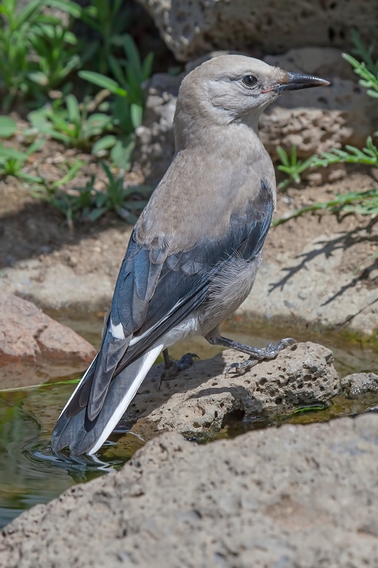 Clark's Nutcracker, Cabin Lake "Guzzlers," Deschutes National Forest, Near Fort Rock, Oregon