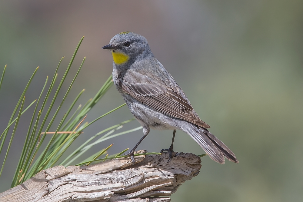 Yellow-Rumped Warbler, Cabin Lake "Guzzlers," Deschutes National Forest, Near Fort Rock, Oregon