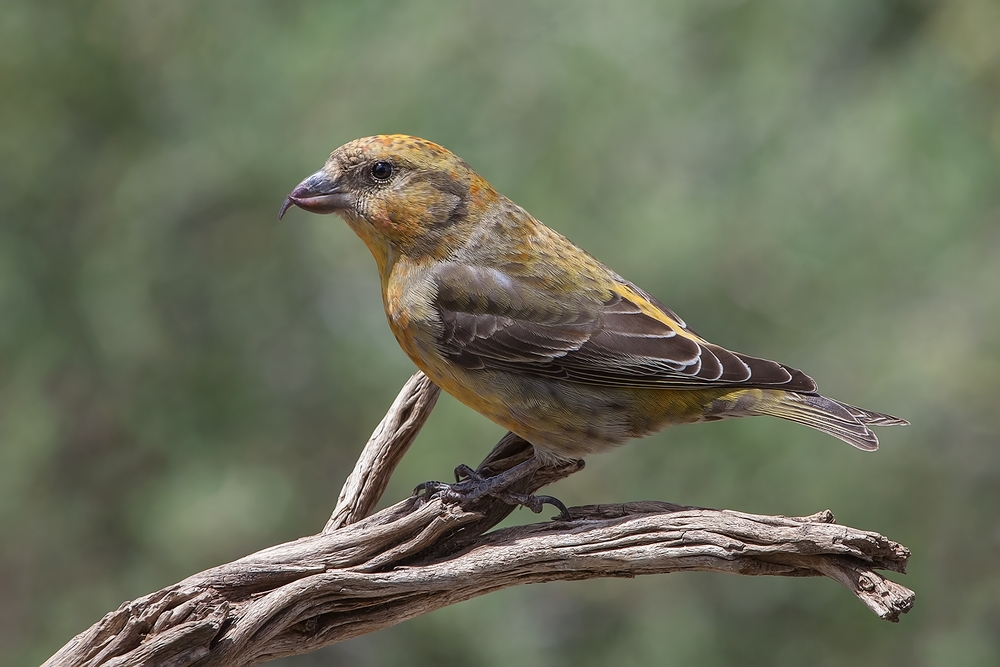 Red Crossbill (Male), Cabin Lake "Guzzlers," Deschutes National Forest, Near Fort Rock, Oregon