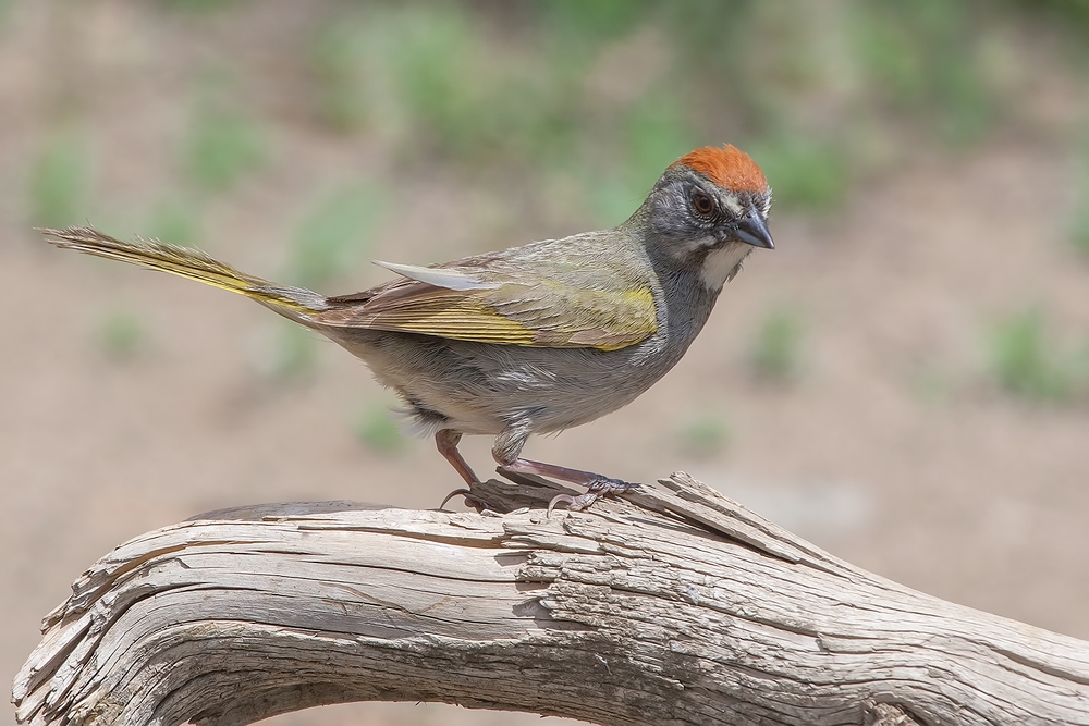 Green-Tailed Towhee, Cabin Lake "Guzzlers," Deschutes National Forest, Near Fort Rock, Oregon