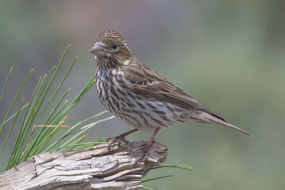 Cassin's Finch (Female), Cabin Lake "Guzzlers," Deschutes National Forest, Near Fort Rock, Oregon