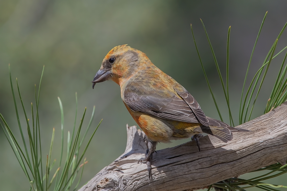 Red Crossbill (Male), Cabin Lake "Guzzlers," Deschutes National Forest, Near Fort Rock, Oregon