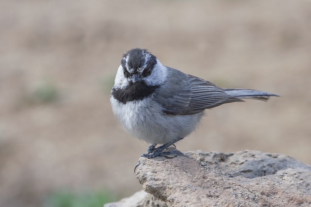 Mountain Chickadee, Cabin Lake "Guzzlers," Deschutes National Forest, Near Fort Rock, Oregon