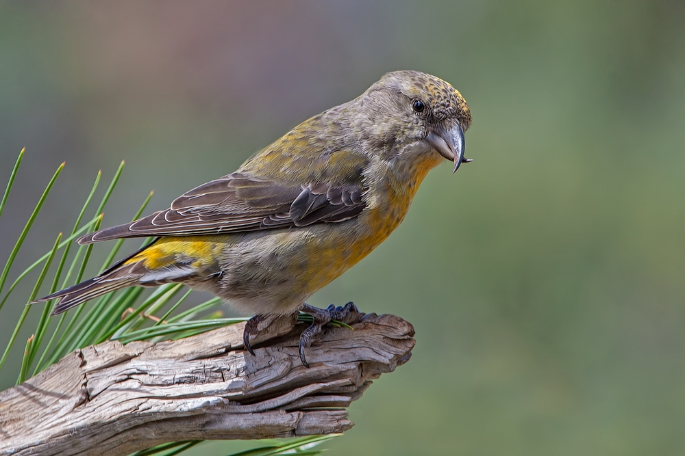 Red Crossbill (Male), Cabin Lake "Guzzlers," Deschutes National Forest, Near Fort Rock, Oregon